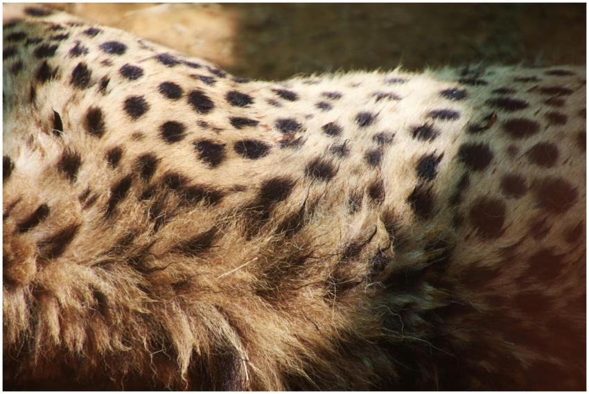 Detailed close-up photograph of cheetah fur showca