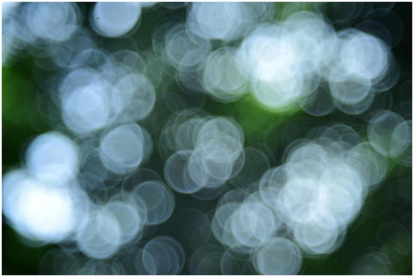 Blurred circles of light in lush green nature, cre