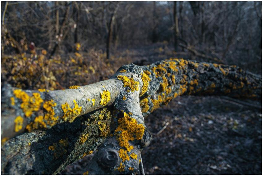 Free stock photo of adventure trip, autumn, dark
