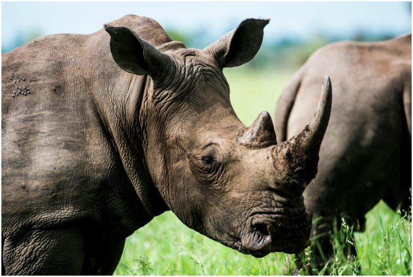 Captivating close-up of a rhinoceros in the grassl