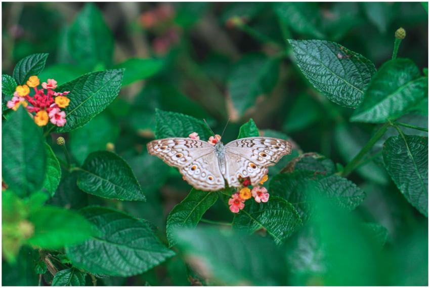 A butterfly rests on colorful flowers amidst lush