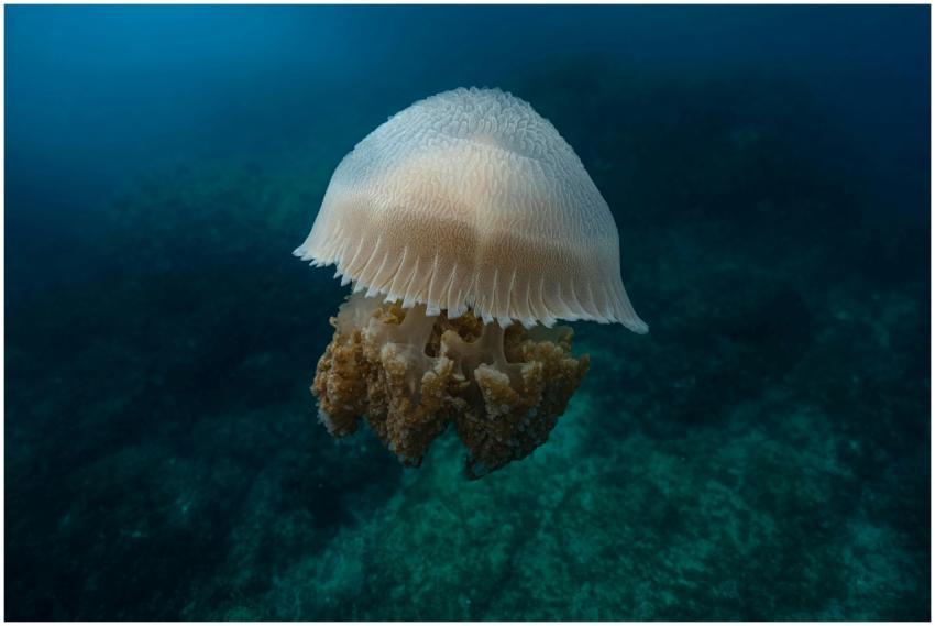 Stunning capture of a jellyfish swimming in the cl