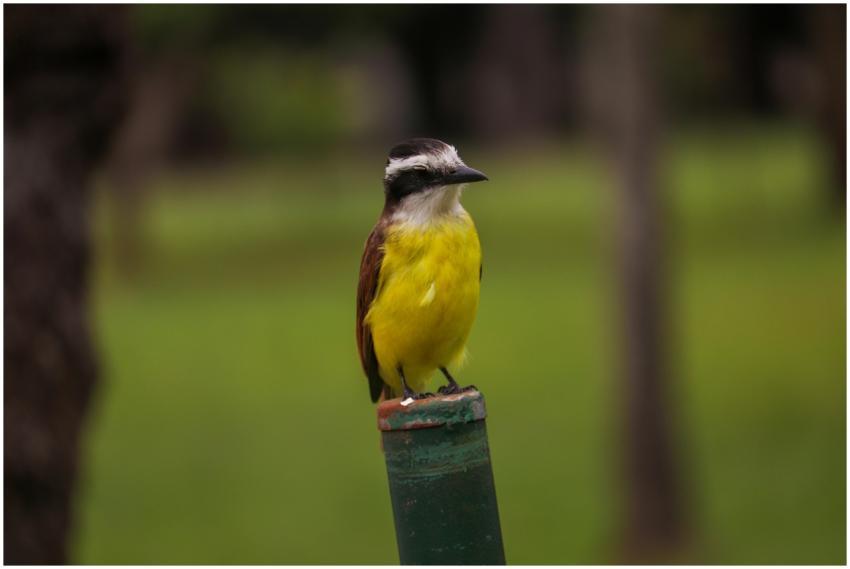 Great Kiskadee Perched Lush