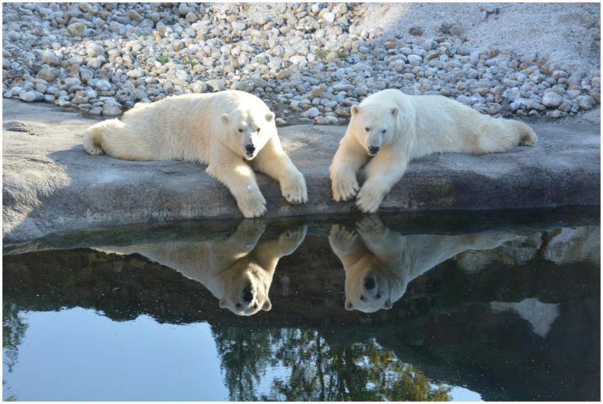 Two polar bears lying by a reflective pond with ro