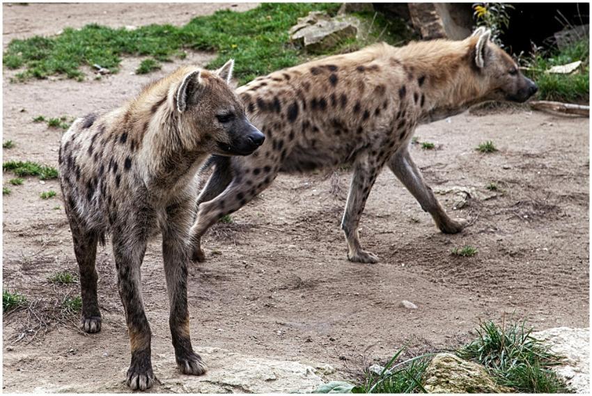 Two spotted hyenas walking outdoors in Leipzig Zoo