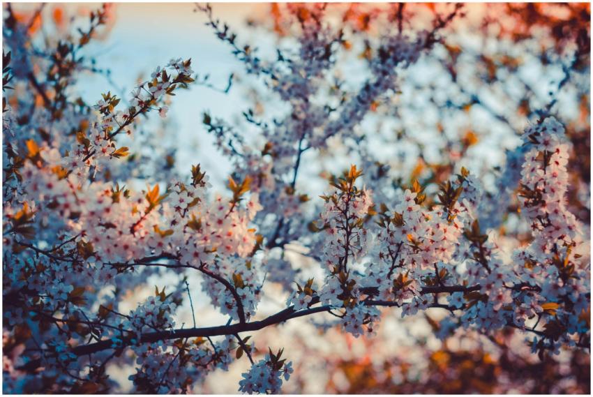 A close-up of cherry blossoms in full bloom during