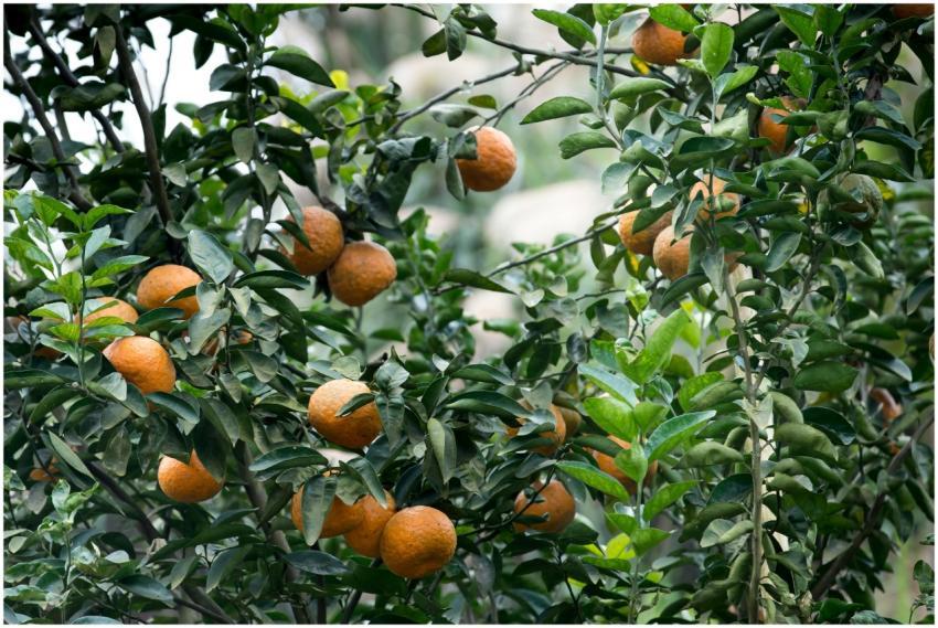 Close-up of fresh oranges hanging on lush green ci