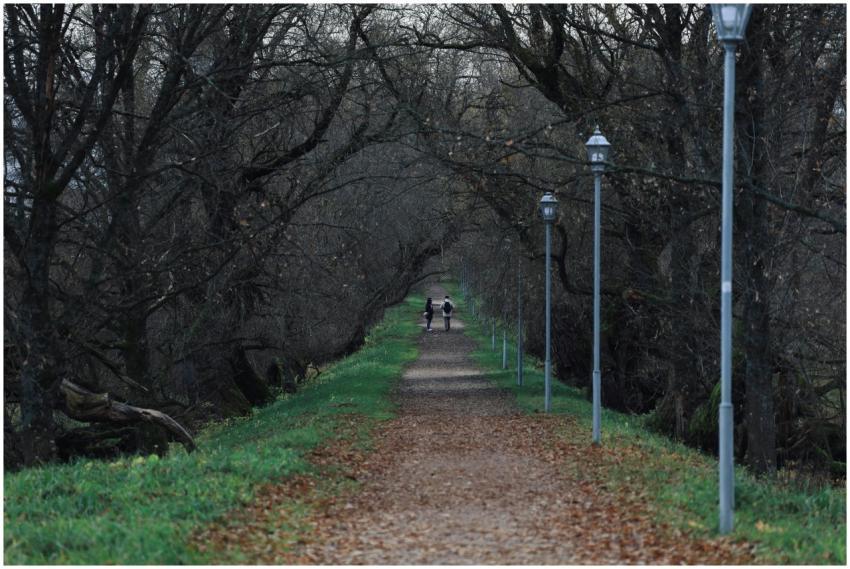 Serene Autumn Walkway Street