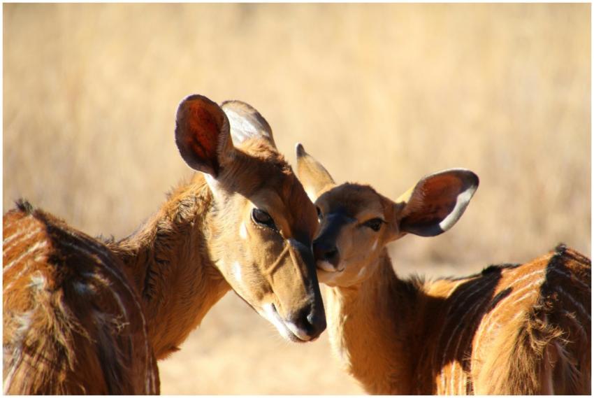 Close-up photo capturing two nyala sharing an inti