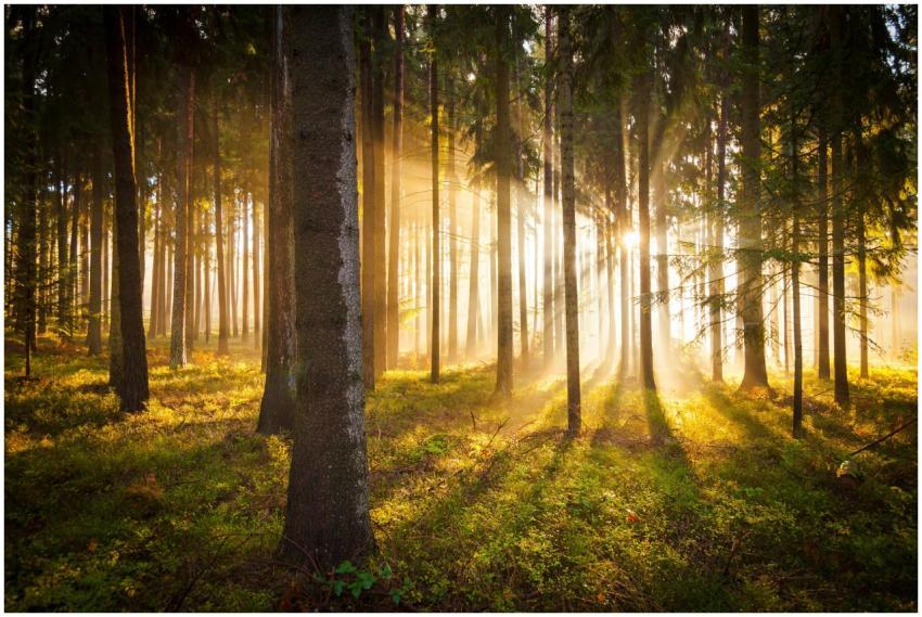 Free stock photo of forest, morning sun, pine tree