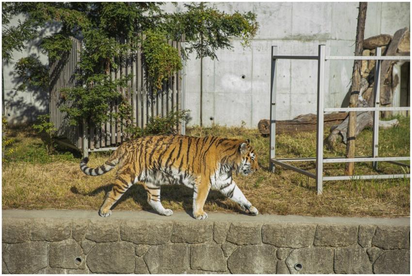 A majestic tiger walking in its enclosure on a sun