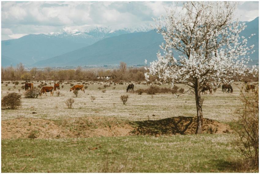Peaceful rural landscape with cattle grazing and a