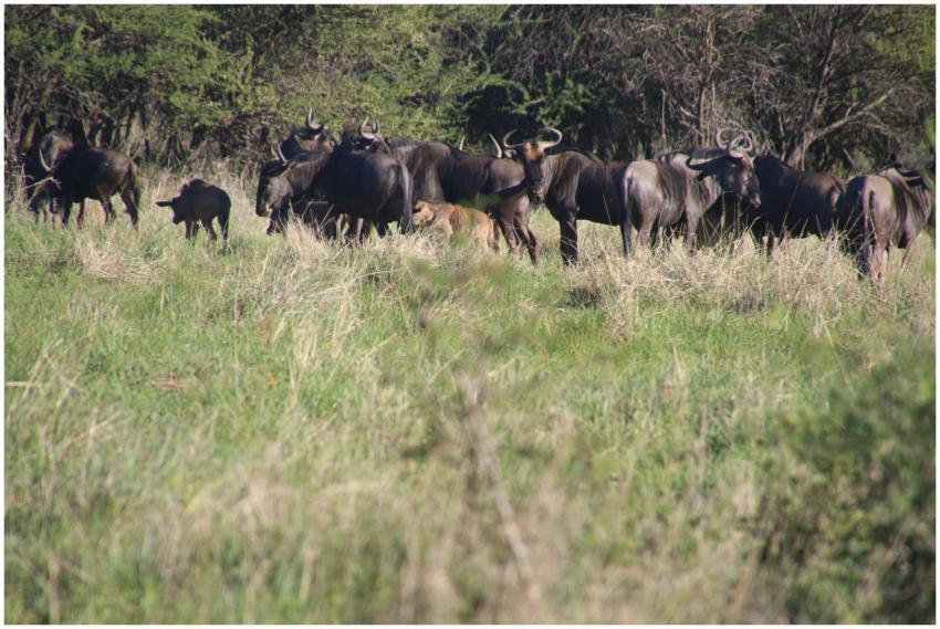 A herd of wildebeest grazing on the grasslands of