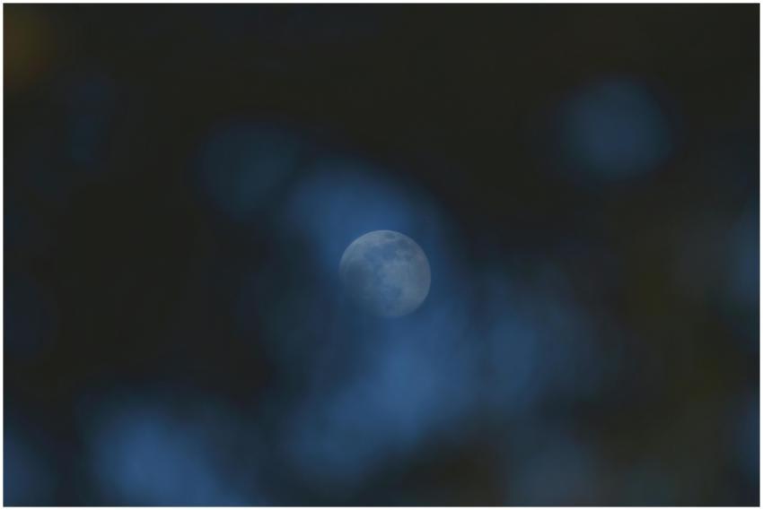 Soft focus moon through blurred branches, creating