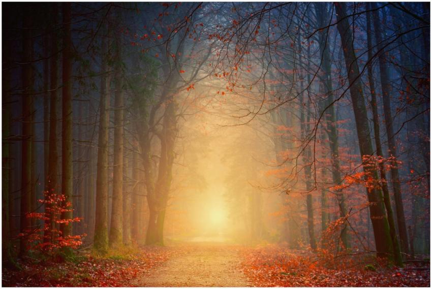 Mystical forest scene at dawn with fog, light, and