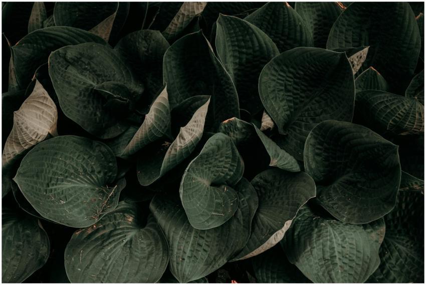 Close-up of dark green leaves creating a textured,