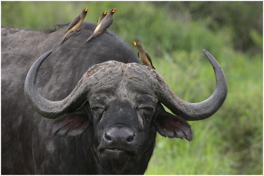 Yellow-billed oxpeckers perched on a Cape buffalo
