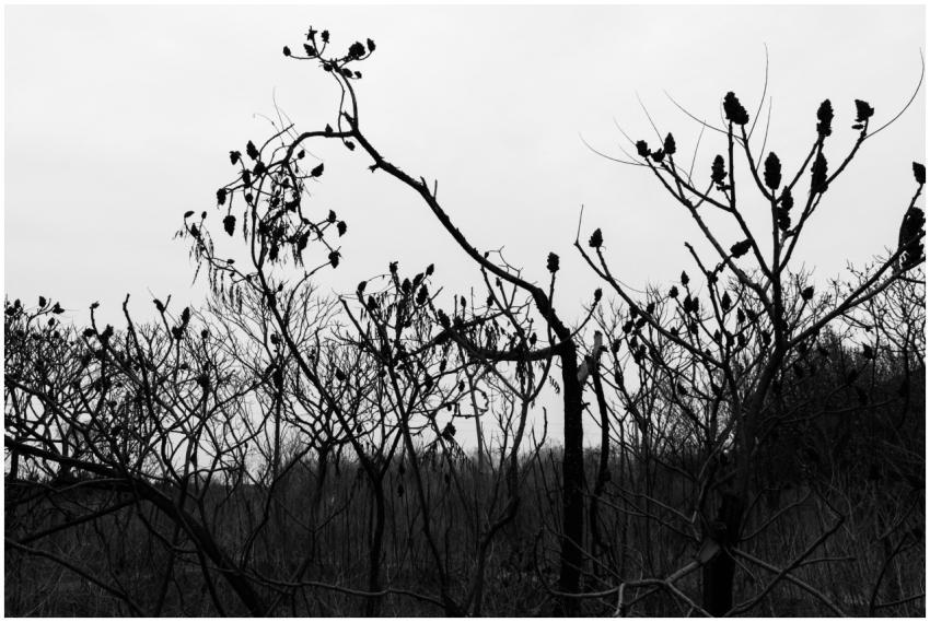 Black White Silhouettes Tree