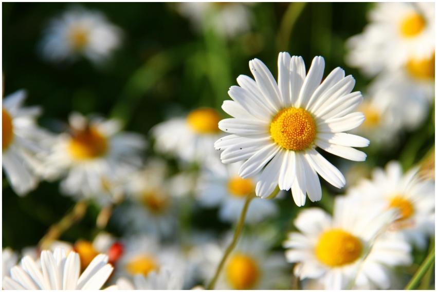 Vivid close-up of white daisies in the sun, showca