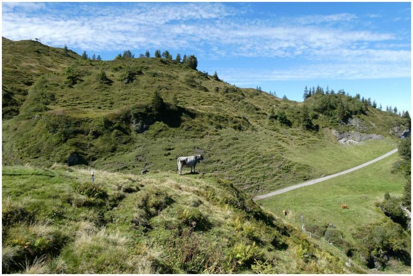 Free stock photo of berge, bergwald, blauer himmel