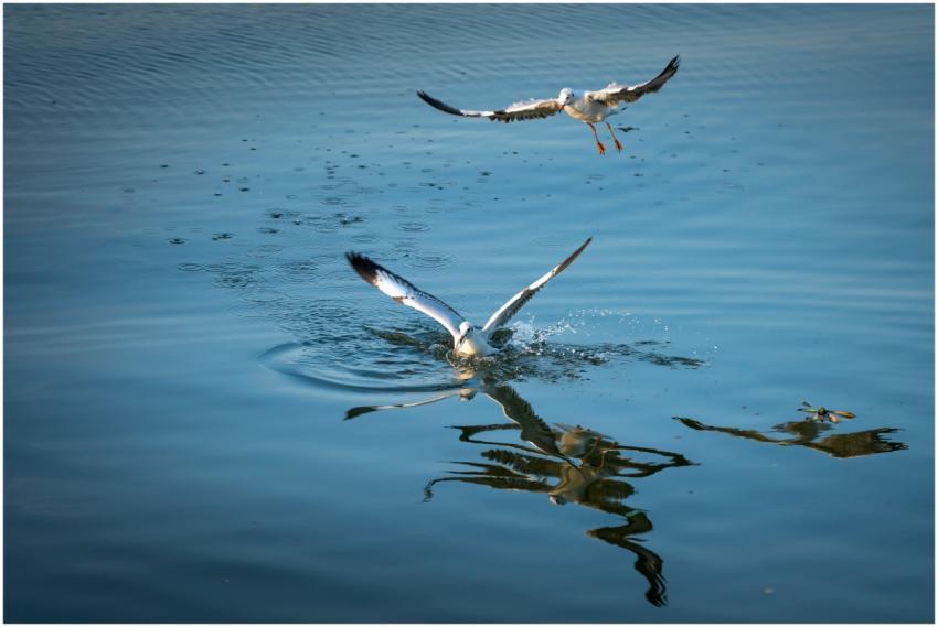 Two seagulls captured in flight over calm waters,
