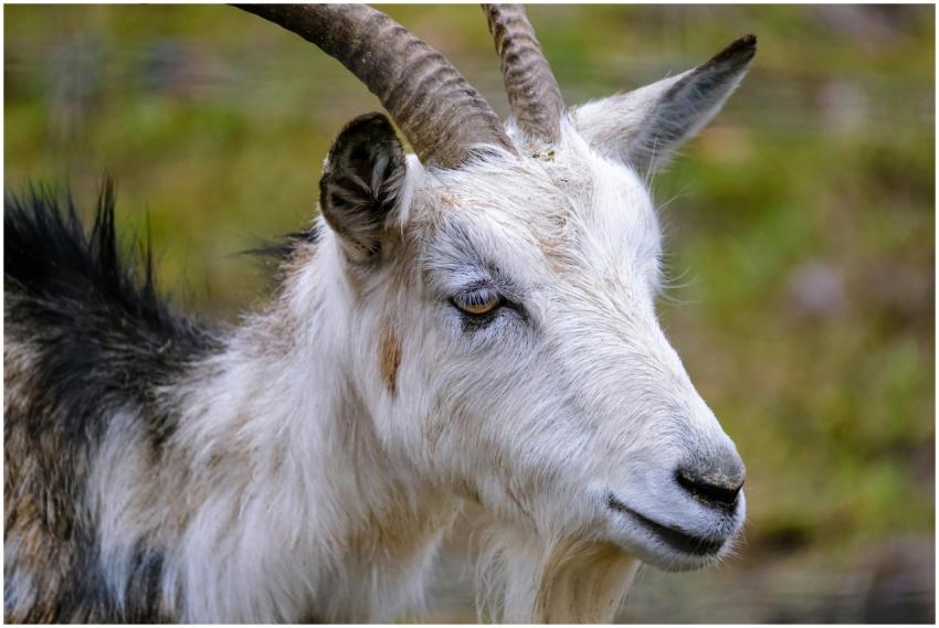 Detailed portrait of a domestic goat with blurred
