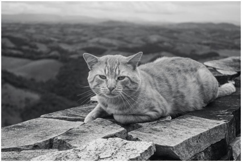 Black and white photo of an orange tabby cat lying