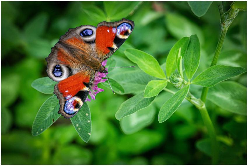 Detailed shot of a vibrant peacock butterfly perch