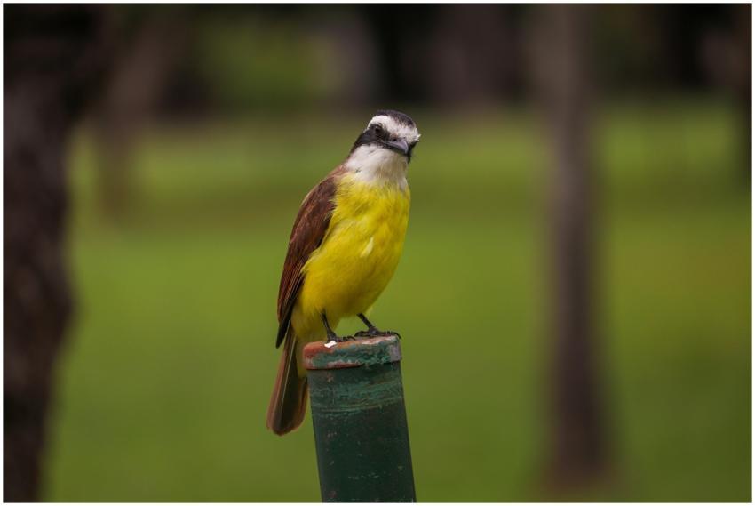 Great Kiskadee Perched Post