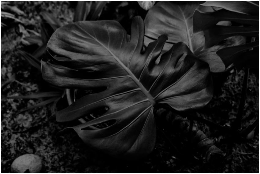 Artistic black and white image of a Monstera Delic