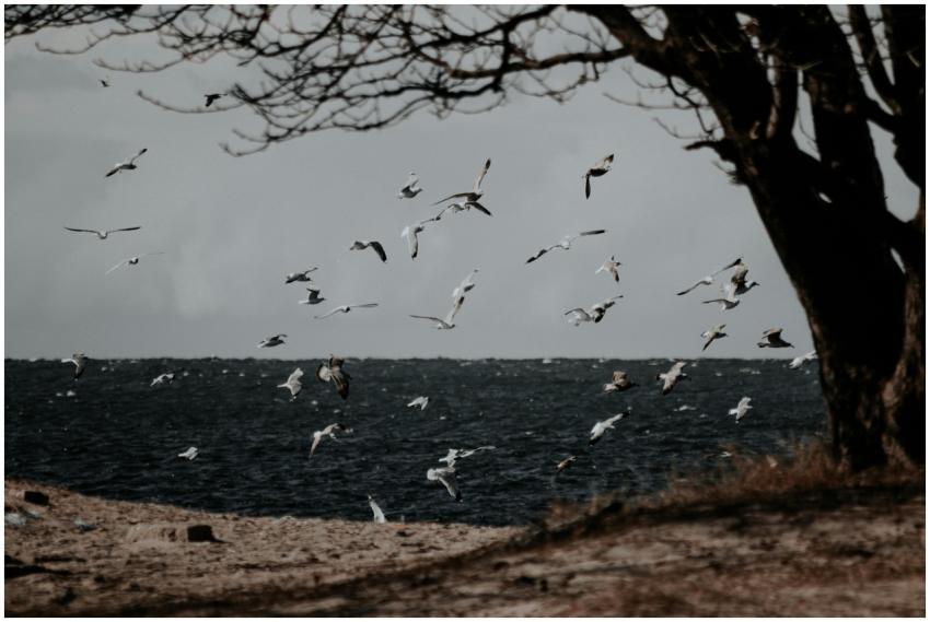 Scenic view of seagulls flying over the ocean with