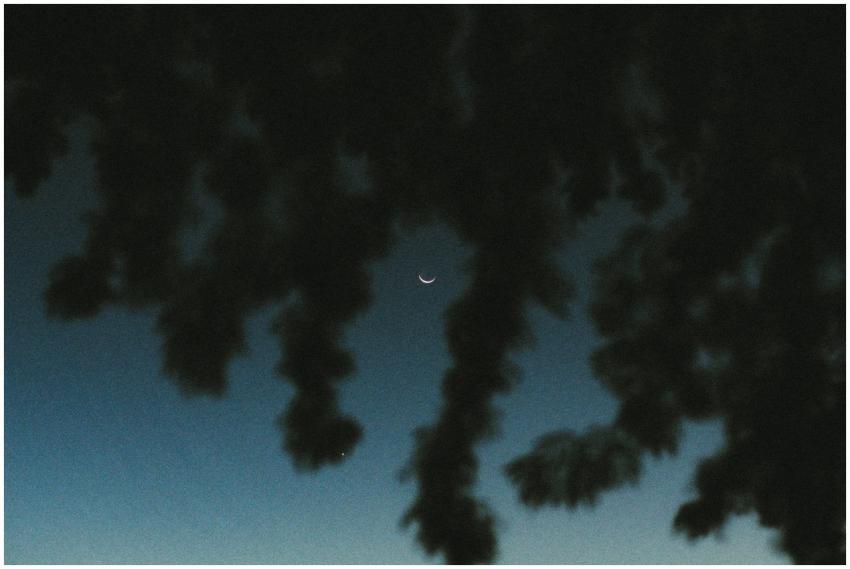 A crescent moon framed by silhouetted branches in