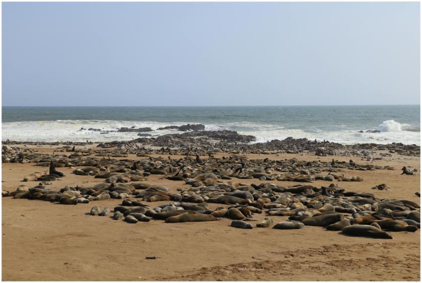 A large colony of seals resting on a sandy beach b