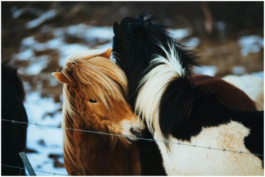 A heartwarming scene of Icelandic horses showing a