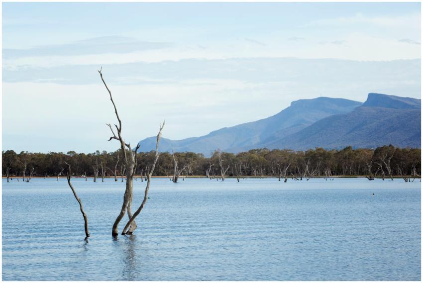 Serene scene of Lake Fyans with dead trees and mou