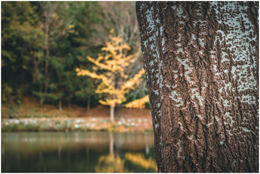 Detailed view of tree bark with a blurred autumnal