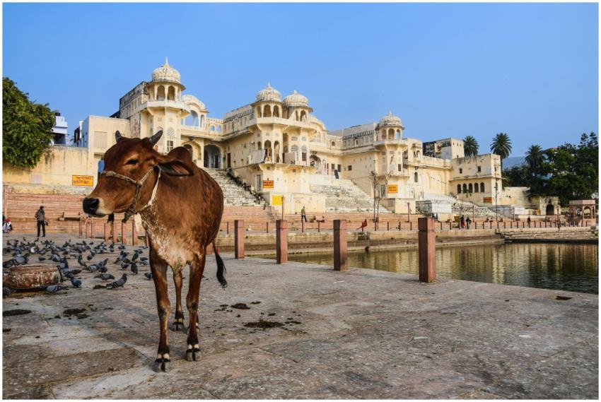 A cow stands near the lakefront with a historic pa