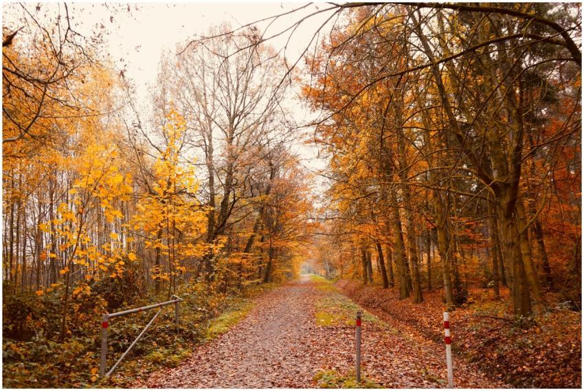 A tranquil autumn pathway through a forest with vi