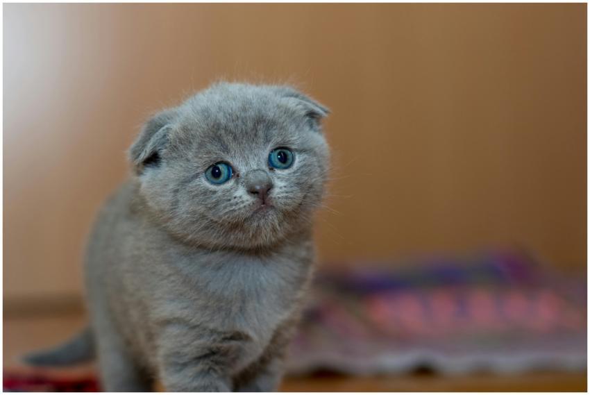 Cute Scottish Fold kitten with gray fur looking cu