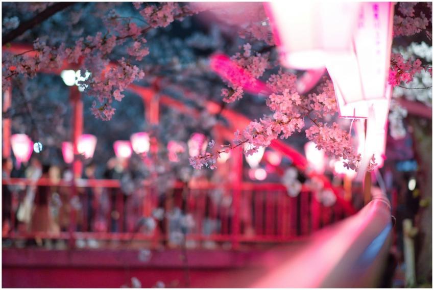 Beautiful night view of cherry blossoms in Tokyo w