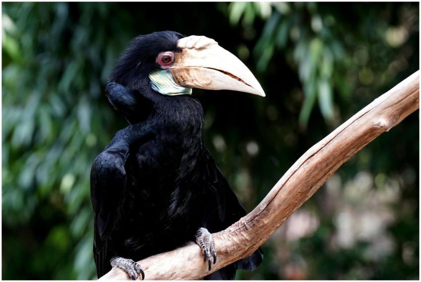 Close Up Knobbed Hornbill