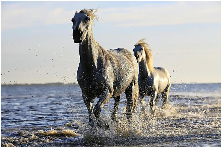 Majestic white horses galloping through water, cap