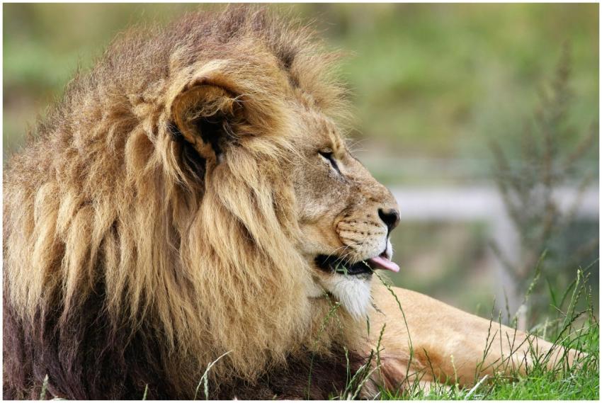 A magnificent African lion lounges in the grasslan