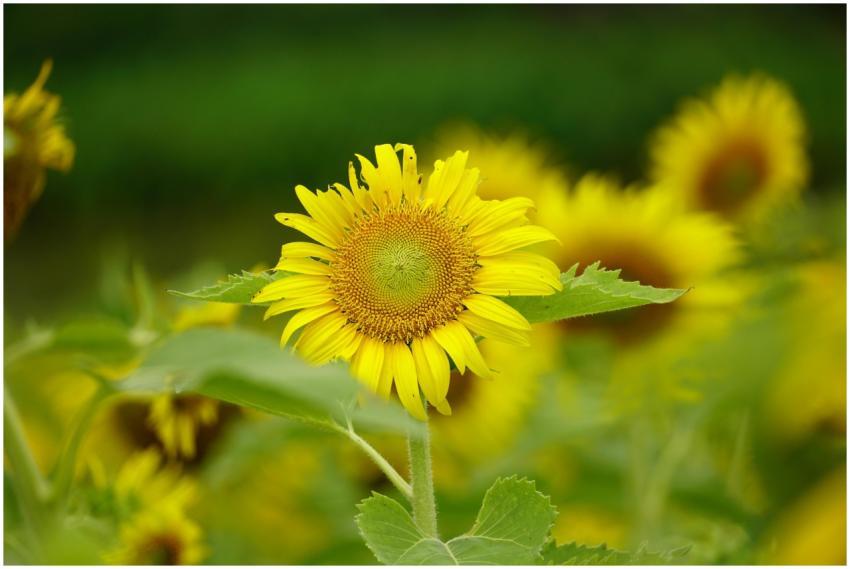 Close-up of a bright yellow sunflower standing tal