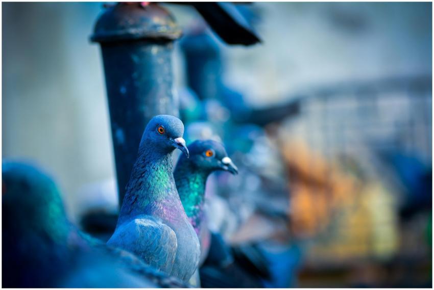 Close-up of colorful pigeons with iridescent feath