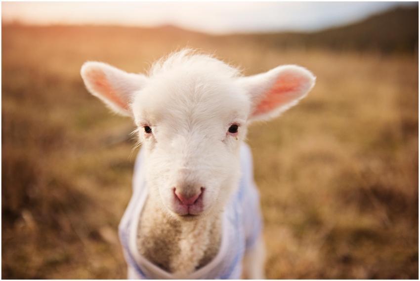 Cute lamb with woolly coat standing in a sunlit pa