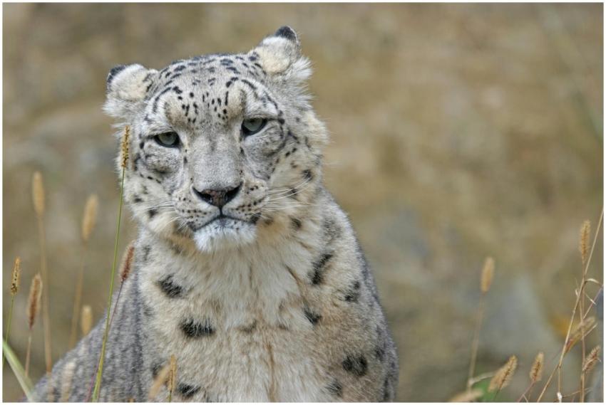 Majestic snow leopard portrait capturing its seren
