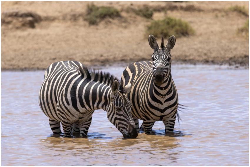 Two zebras standing in a waterhole, captured in a