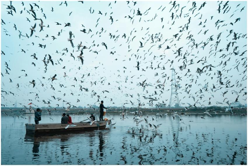 Serene boating scene surrounded by a flock of bird