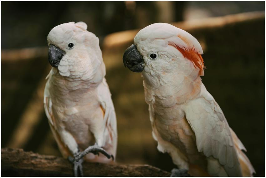 Two Moluccan Cockatoos with vivid plumage perched